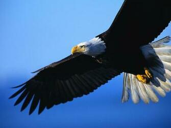 Wallpaper Collection Eagle