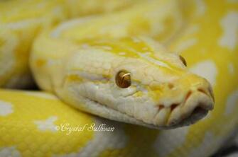 Albino Labyrinth Burmese Python By Cspythons