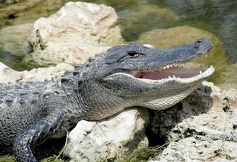 Alligator HD Wallpaper