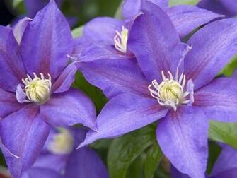 Clematis Wallpaper X Net