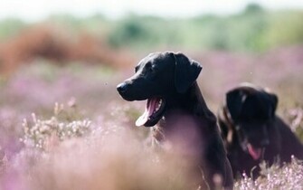 Dogs Desktop Background Wallpaper High Definition Quality