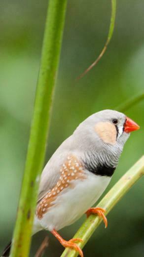 Wallpaper Zebra Finch Bird 4k Animals