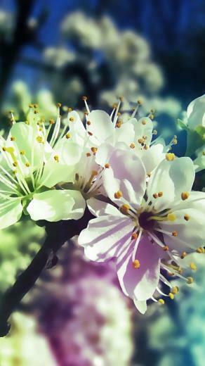 Spring iPhone Wallpaper