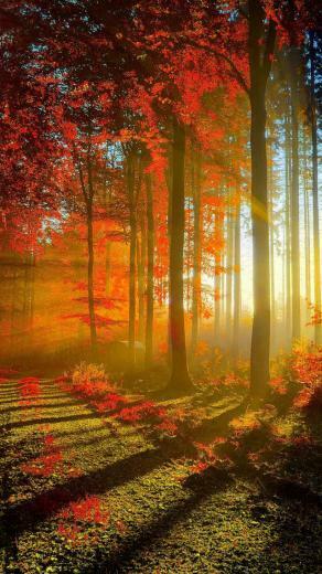 Red Forest iPhone 5s Wallpaper iPad