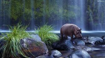 Hippo Background Tokkoro Amazing HD Wallpaper