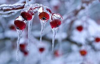 HD Wallpaper Winter Nature Photography