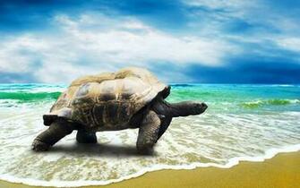 HD Turtle Wallpaper Animal
