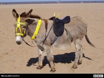 Animal Desktop Wallpaper Donkey