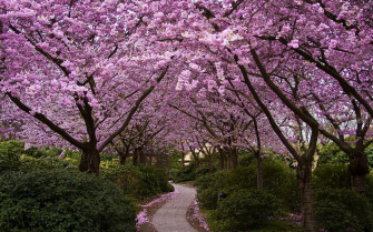 Trees Nature Cherry Blossom Path Flowers Wallpaper HD