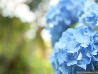 Wallpaper Light Blue Flowers