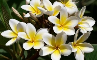 Flowers Plumeria Frangipani White Yellow Wallpaper Background