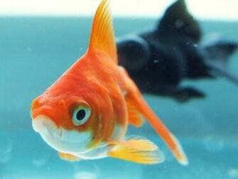 Goldfish Wallpaper