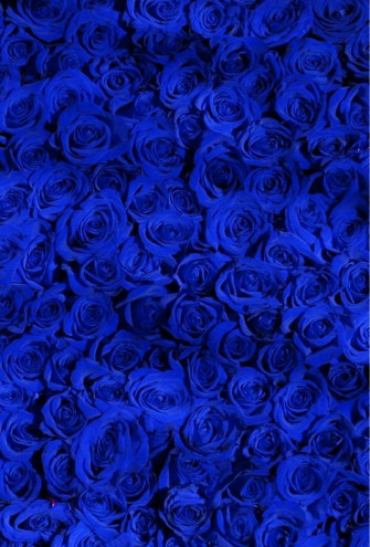 Dawson On True Blue Wallpaper