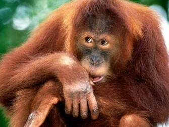 Animal Monkeys Funny Monkey Pic Photos