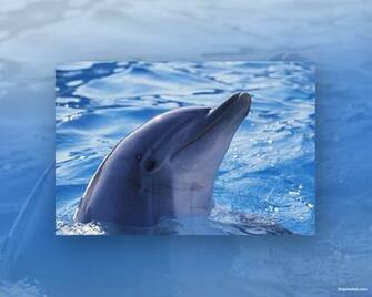 Dolphin Stuff Wallpaper