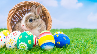 Wallpaper Easter Rabbits Eggs Grass Animals