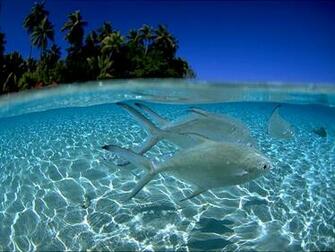 Fish Underwater Beautiful Wallpaper Star Yellow