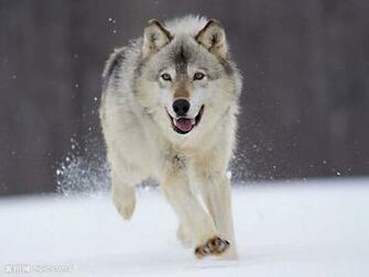 Husky Dog Desktop Background The Wallpaper Best