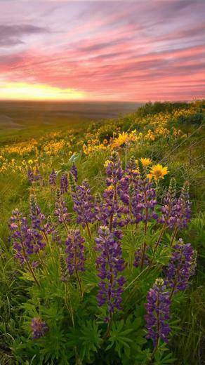 Spring Sunset iPhone HD Wallpaper