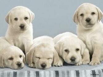 Yellow Lab Wallpaper