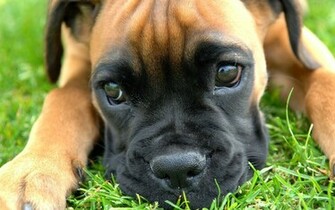 Boxer Dog HD Wallpaper