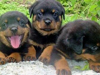Two Rottweiler Funny Face Wallpaper
