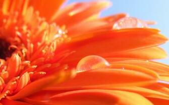 Desktop Orange Damask Wallpaper Dowload