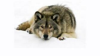 Ice Wolf Wallpaper Kumail