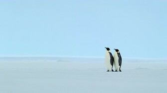 Birds Penguins Wallpaper Image