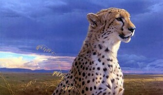 Cheetah Computer Wallpaper Desktop Background Id