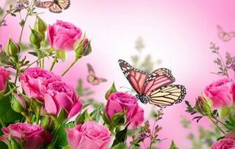Wallpaper Butterfly Flowers Roses Flowering Pink Blossom