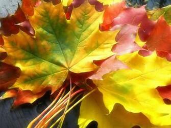Autumn Desktop Background Windows Photos