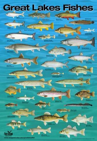Michigan Alive Fish And Fishing Of The Great Lakes