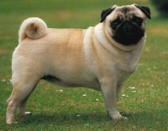 Pug Wallpaper Desktop Background For HD Wall Art