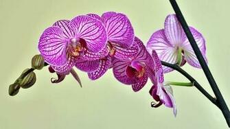 Purple Moth Orchids Light Background Wallpaper Stream
