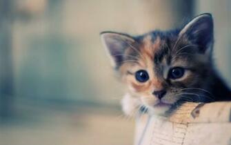 Cat Wallpaper HD Pictures One Background