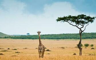Giraffe And Tree Wallpaper For Desktop Wallpaperlepi