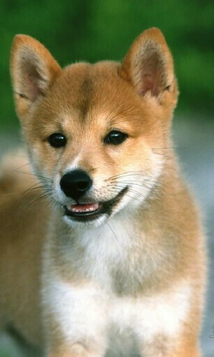 Bigger Cool Dog Puppy HD Wallpaper For Android Screenshot
