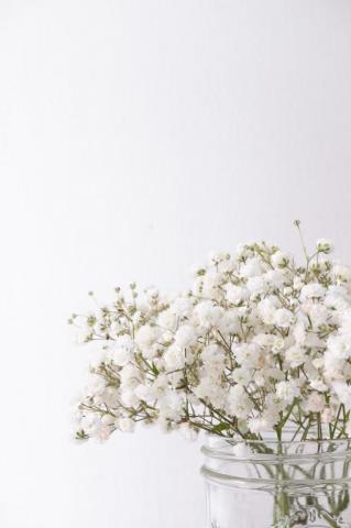 Best Babys Breath Pictures Image