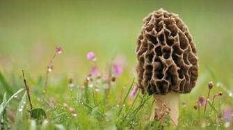 Morel Mushroom Wallpaper On