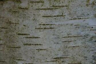 Birch Bark