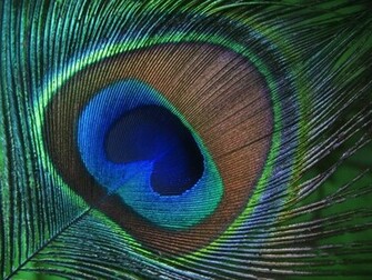 Feathers HD Wallpaper Pictures Image Background Photos