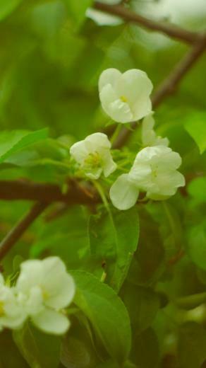 Spring Apple Flowers iPhone 5s Wallpaper