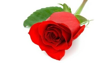 Rose Close Up Of A Red Isolated On White Background