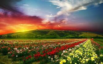 Beautiful Flowers With Colorful Clouds 4k Ultra HD Wallpaper