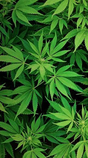 Weed Htc One M8 Wallpaper