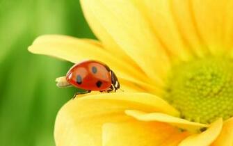 HD Ladybug Wallpaper With A On Yellow Flower Ladybugs