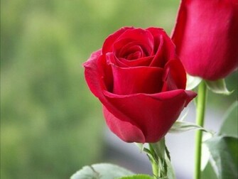 Red Rose