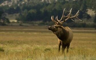 Elk Wallpaper