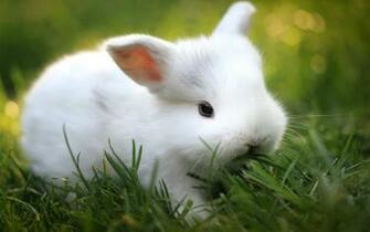 White Rabbit HD Wallpaper For Desktop Animals